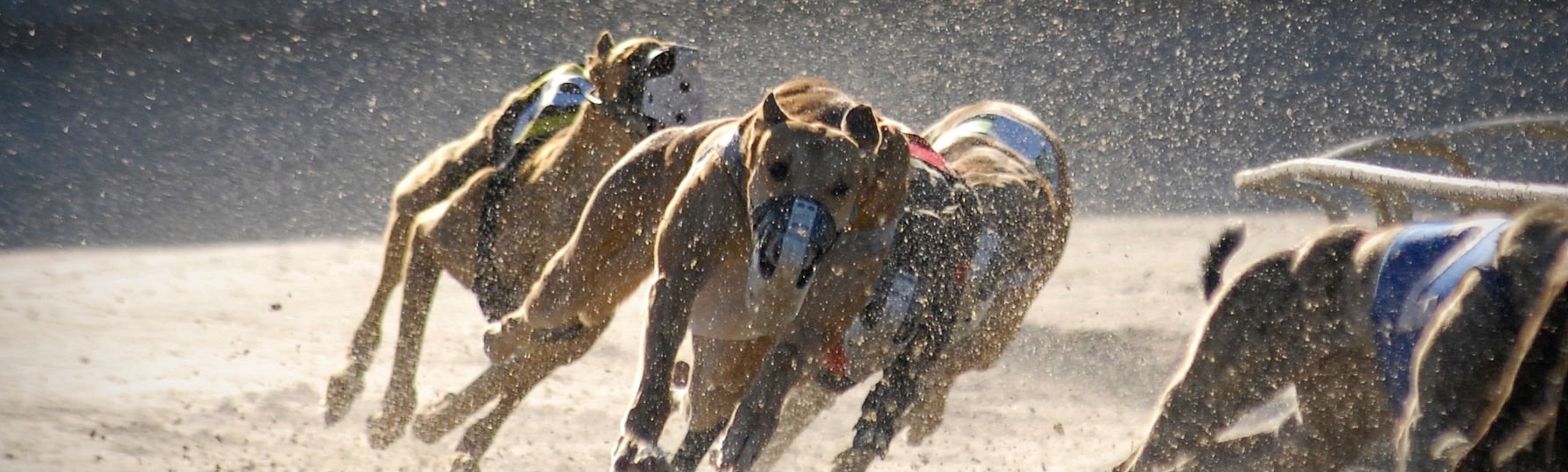 GREYHOUND GENIUS STUNNING IN 2022!